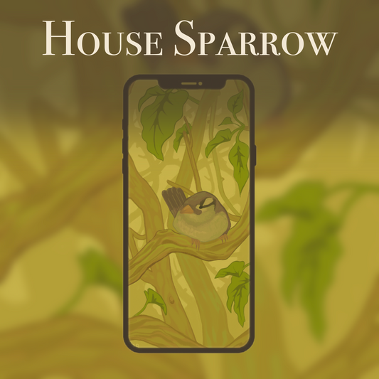 House Sparrow| Phone Wallpaper| 1080x1920